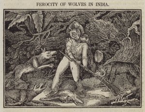 Férocité des loups en Inde
