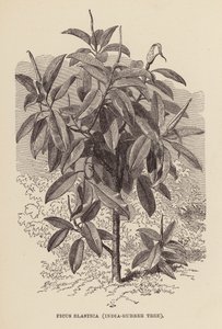 Ficus Elastica, arbre à caoutchouc (gravure) - English School