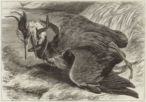 Combat entre un héron et une anguille - English School