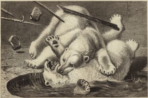 Combat entre deux ours polaires