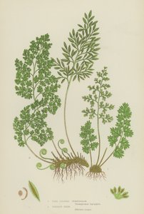 Gymnogramme à feuilles fines, fougère persil (lithographie en couleur) - English School