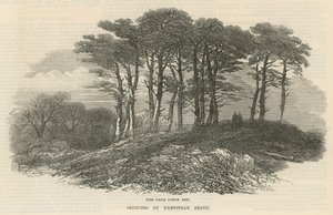 Les sapins près du nord, Hampstead Heath - English School