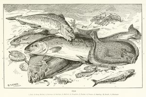 Poisson - English School