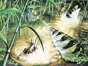 Poisson qui tire des balles -- le poisson archer utilise l