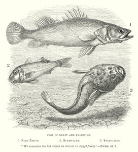 Poissons d