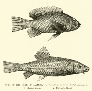 Poissons du lac de Galilée - English School
