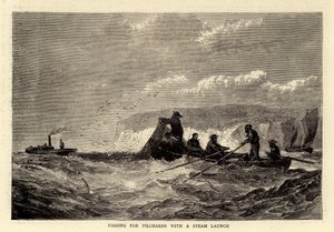 Pêche aux pilchards avec un bateau à vapeur (gravure) - English School