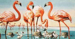 Flamants - English School