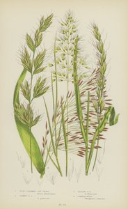 Avoine à tige plate, Avoine duveteuse, Avoine jaune, Roseau commun - English School