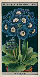 Culture de fleurs en pots : Auricule alpine (chromolitho) - English School