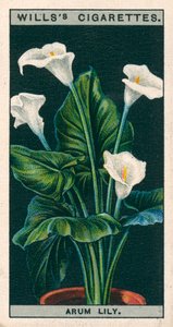 Culture de fleurs en pots : Lys arum ou Richardia (chromolitho) - English School