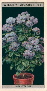 Culture de fleurs en pots : Héliotrope ou Cherry Pie (chromolitho) - English School