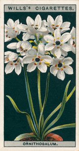 Culture de fleurs en pots : Ornithogalum (chromolitho) - English School