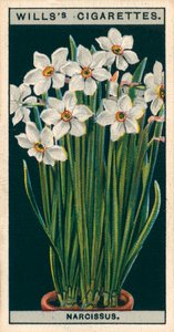 Culture de fleurs en pots : Narcisse des poètes (chromolitho) - English School
