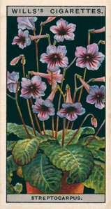 Culture de fleurs en pots : Streptocarpus ou Primevère du Cap (chromolitho) - English School