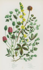 Plantes à fleurs de Grande-Bretagne : Aigremoine, Alchémille, Alchémille des Alpes, Alchémille des champs, Grande pimprenelle, Pimprenelle - English School