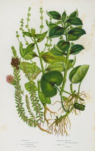 Plantes à fleurs de Grande-Bretagne : Asaret, Camarine noire, Mercuriale vivace, Mercuriale annuelle - English School