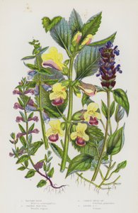 Plantes à fleurs de Grande-Bretagne : Mélitte à feuilles de mélisse, Brunelle commune, Scutellaire commune, Petite scutellaire