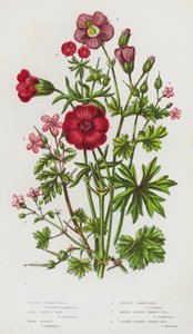 Plantes à fleurs de Grande-Bretagne : Géranium sanguin, Géranium des bois, Herbe à Robert, Géranium luisant, Géranium à feuilles rondes, Géranium à feuilles découpées - English School