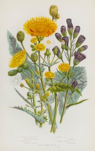 Plantes à fleurs de Grande-Bretagne : Laitue scariole, Laitue des champs, Laitue des moissons, Laitue annuelle commune, Laitue annuelle à franges aiguës - English School