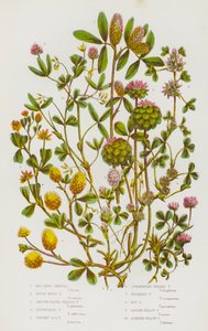 Plantes à fleurs de Grande-Bretagne : Trèfle de Boccone, Trèfle rigide rugueux, Trèfle à tête ronde lisse, Trèfle étouffé, Trèfle à tête ronde dressée, Trèfle à tête de fraise, Trèfle inversé, Trèfle houblon, Petit trèfle jaune, Trèfle jaune élancé - English School