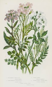 Plantes à fleurs de Grande-Bretagne : Corallorhize bulbeuse, Cardamine des prés, Cardamine des bois, Cardamine amère, Cardamine hirsute - English School