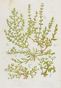 Plantes à fleurs de Grande-Bretagne : Stellaire, Strapwort des sables, Rupturewort glabre, Rupturewort velu, Renouée à feuilles verticillées, All Seed à quatre feuilles - English School