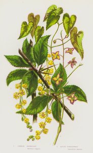 Plantes à fleurs de Grande-Bretagne : Épine-vinette commune, Épimède des Alpes - English School