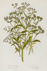 Plantes à fleurs de Grande-Bretagne : Valérianelle locuste, Valérianelle carénée, Valérianelle à fruits aigus, Valérianelle à fruits lisses et étroits (lithographie en couleur) - English School