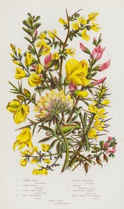 Plantes à fleurs de Grande-Bretagne : Ajonc commun, Ajonc nain, Genêt des teinturiers, Genêt velu, Genêt à aiguilles, Genêt à balais, Arrête-bœuf commun, Petit arrête-bœuf étalé, Anthyllide vulnéraire - English School