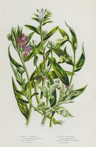 Plantes à fleurs de Grande-Bretagne : Grémil commun, Grémil des champs, Grémil rampant, Grémil lisse du bord de mer (lithographie en couleur) - English School