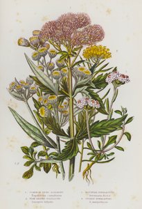 Plantes à fleurs de Grande-Bretagne : Eupatoire chanvrine commune, Doronic à feuilles de lin, Immortelle des montagnes, Immortelle perle (lithographie en couleur) - English School