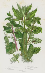 Plantes à fleurs de Grande-Bretagne : Cornifle commun, Cornifle sans épines, Ortie romaine, Petite ortie, Grande ortie - English School