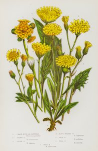 Plantes à fleurs de Grande-Bretagne : Épervière piloselle, Épervière orangée, Épervière alpine, Épervière à tête noire, Épervière pâle, Épervière des murs, Épervière des bois - English School