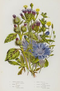 Plantes à fleurs de Grande-Bretagne : Laitue commune, Laitue naine, Chicorée sauvage, Bardane commune, Scabieuse commune, Saussurée alpine
