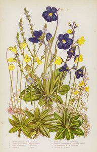 Plantes à fleurs de Grande-Bretagne : Verveine commune, Grassette commune, Grassette à grandes fleurs, Grassette alpine, Grassette pâle, Utriculaire plus grande, Utriculaire intermédiaire, Utriculaire plus petite