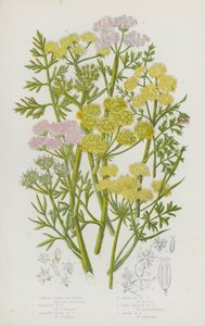 Plantes à fleurs de Grande-Bretagne : Oenanthe aquatique, Oenanthe de Lachenal, Oenanthe safranée, Oenanthe de Peucedanum, Oenanthe fluviatile, Oenanthe à feuilles fines - English School