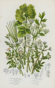 Plantes à fleurs de Grande-Bretagne : Siliquoselle cornue, Maceron, Aiguille du berger, Persil sauvage, Persil de jardin, Persil commun - English School