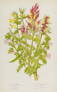 Plantes à fleurs de Grande-Bretagne : Mélampyre à crête, Mélampyre pourpre, Mélampyre jaune commun, Mélampyre jaune à petites fleurs, Pédiculaire des marais, Pédiculaire des prés