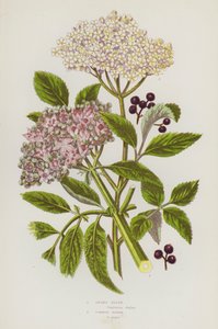 Plantes à fleurs de Grande-Bretagne : Sureau nain, Sureau commun (lithographie en couleur) - English School