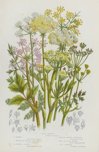 Plantes à fleurs de Grande-Bretagne : Persil des fous, Fenouil, Saxifrage des montagnes, Livèche écossaise, Saxifrage des prés, Meu ou Bald-Money, Camphre de mer - English School