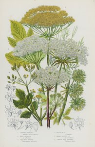 Plantes à fleurs de Grande-Bretagne : Angélique des jardins, Angélique sauvage, Fenouil marin, Fenouil des marais, Fenouil à larges feuilles, Panais sauvage commun (lithographie en couleur) - English School