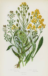 Plantes à fleurs de Grande-Bretagne : Or des prés, Alysson odorant, Pastel des teinturiers - English School