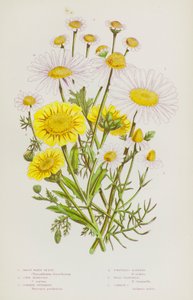 Plantes à fleurs de Grande-Bretagne : Grande marguerite blanche, Souci des champs, Grande camomille, Matricaire inodore, Camomille sauvage, Camomille commune