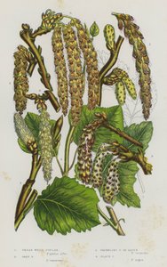 Plantes à fleurs de Grande-Bretagne : Peuplier blanc, Peuplier gris, Peuplier tremble, Peuplier noir - English School