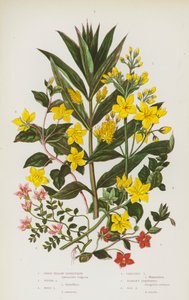 Plantes à fleurs de Grande-Bretagne : Lysimaque jaune, Lysimaque en touffe, Lysimaque des bois, Lysimaque rampante, Mouron rouge, Mouron des marais - English School