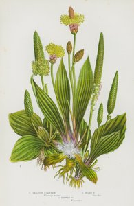 Plantes à fleurs de Grande-Bretagne : Plantain majeur, Plantain blanchâtre, Plantain lancéolé - English School