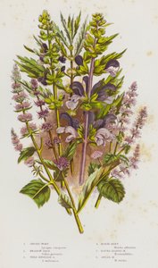 Plantes à fleurs de Grande-Bretagne : Lycopus, Sauge des prés, Sauge sauvage anglaise, Menthe chevaline, Menthe à feuilles rondes, Menthe verte - English School