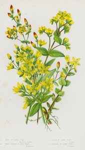 Plantes à fleurs de Grande-Bretagne : Millepertuis hérissé, Petit millepertuis dressé, Millepertuis des marais, Millepertuis barbu - English School