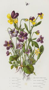 Plantes à fleurs de Grande-Bretagne : Violette velue, Violette odorante, Violette des marais, Violette des chiens, Violette jaune naine à éperon, Violette crème, Pensée ou cœur de Marie, Pensée des montagnes - English School